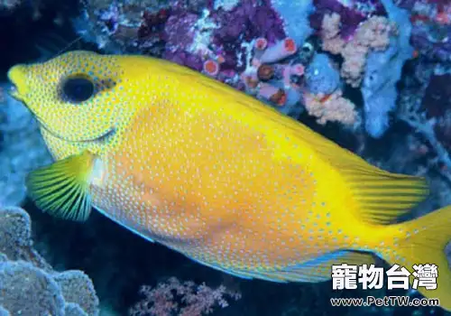 狐狸魚科海水魚飼養方法