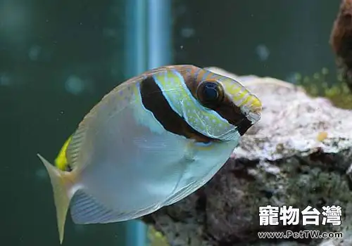 狐狸魚科海水魚飼養方法