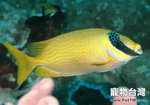 狐狸魚科海水魚飼養方法