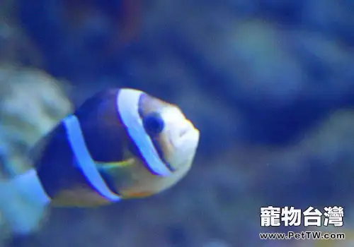 小丑魚飼養方法