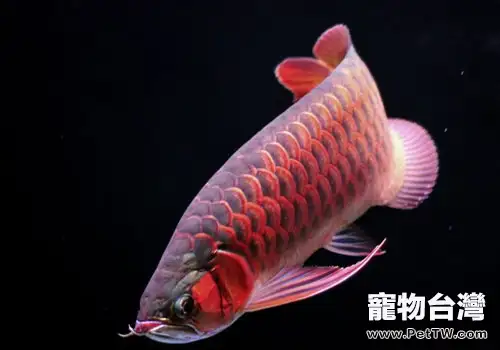 龍魚的兩棲類食物