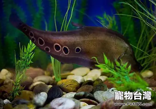 七星刀魚不進食怎麼辦？