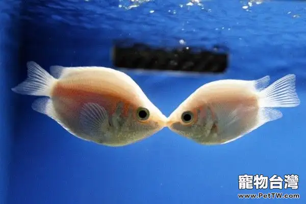 接吻魚——天生的魚缸清道夫