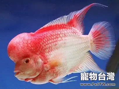 飼養羅漢魚的五大注意事項