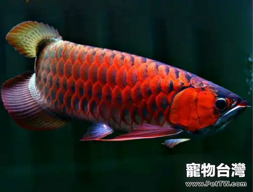 雙鬚骨舌魚（銀龍魚）飼養的注意點