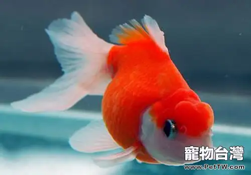 養魚水為什麼會變綠？