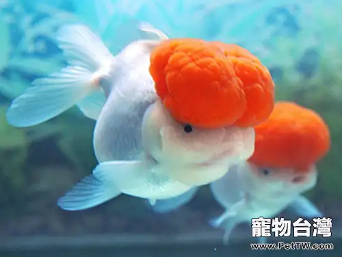 鶴頂紅金魚飼養的注意點