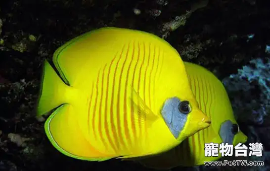 如何讓水族箱水質保持穩定