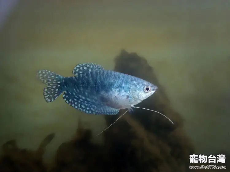 藍曼龍魚的飼養須知