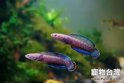 雷龍魚吃什麼