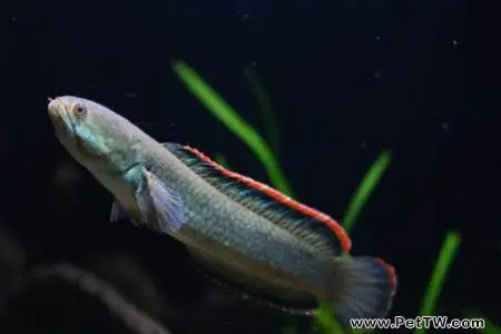 雷龍魚吃什麼