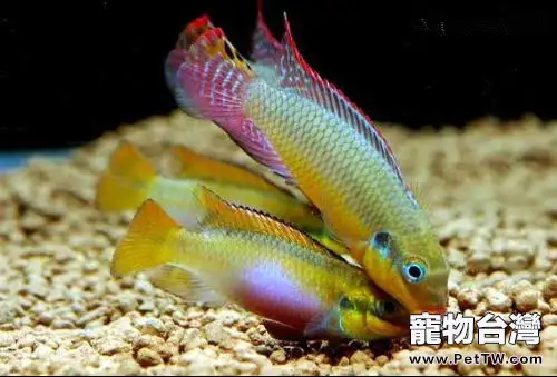 七綵鳳凰魚的飼養要點