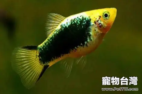 月光魚什麼狀態下要生小魚了？