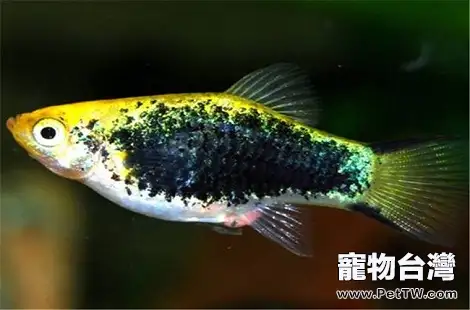 月光魚什麼狀態下要生小魚了？