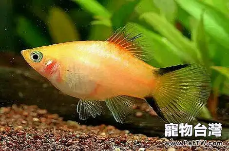 月光魚什麼狀態下要生小魚了？