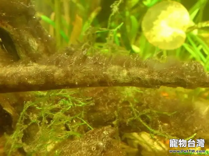 魚缸藻類的分類及去除方法