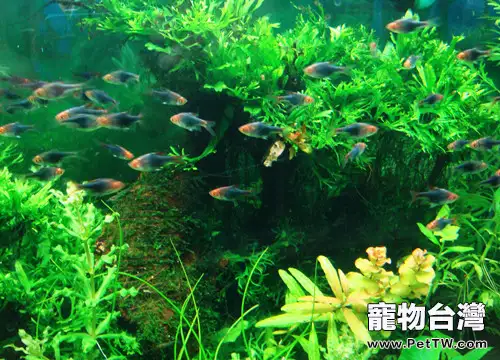 飼養熱帶魚的常見問題糾正