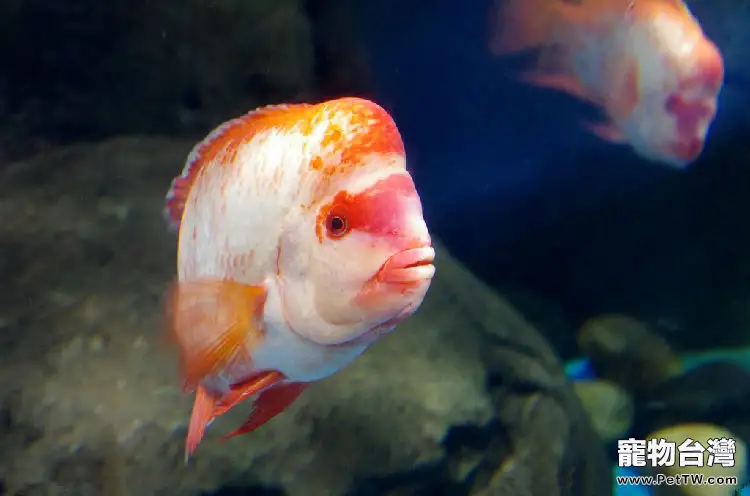 飼養羅漢魚的環境建議