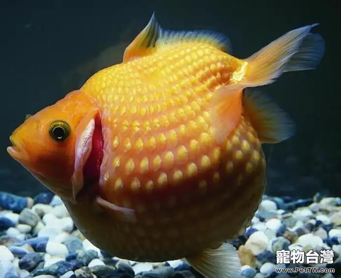 觀賞魚口絲蟲病原及症狀解析