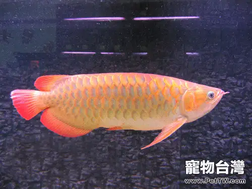 龍魚是如何表達高興情緒的