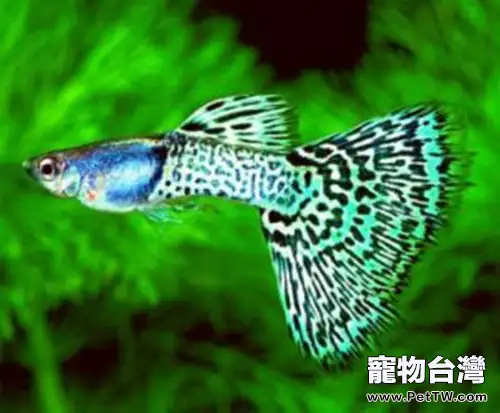 金屬孔雀魚的飼養細則