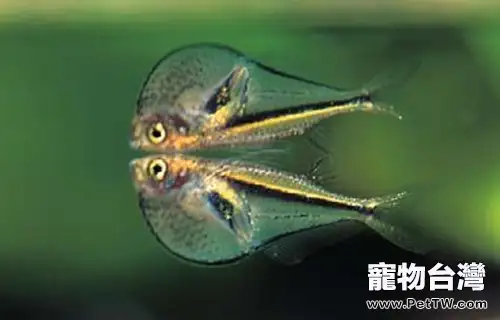 霓虹燕子魚的繁殖事項