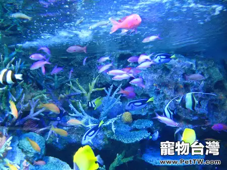 選購熱帶魚的方法及建議