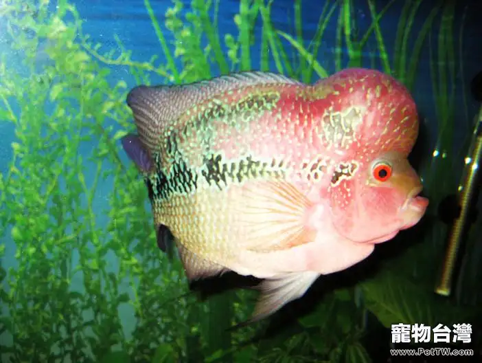 飼養羅漢魚首先要選好苗子