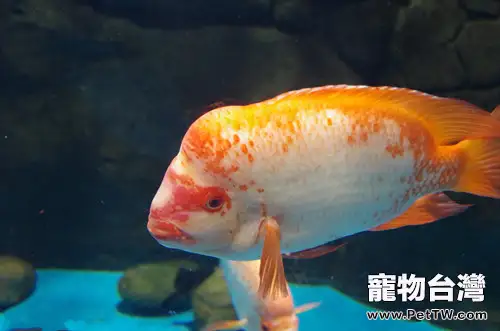 飼養羅漢魚容易出現的錯誤觀念