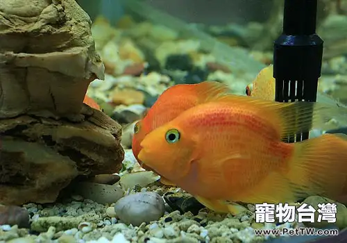 魚缸綠水的解決辦法