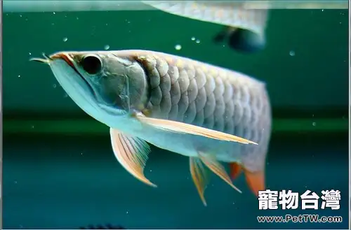 飼養大型觀賞魚需注意少食多餐