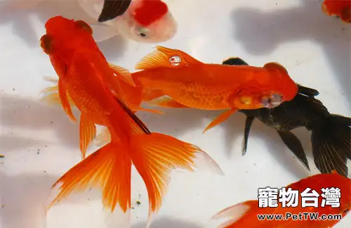 金魚產卵後該怎麼辦