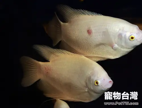 水族箱內的藍藻簡介