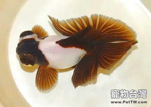 蝶尾金魚的尾鰭挑選