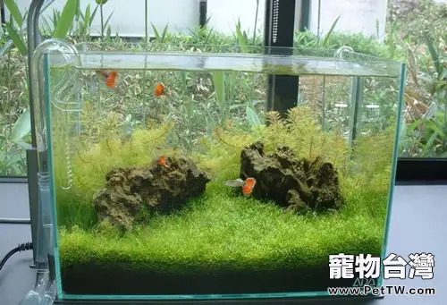 水族箱內培養細菌的方法