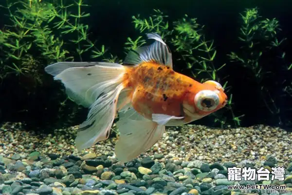 金魚引進後該如何飼養