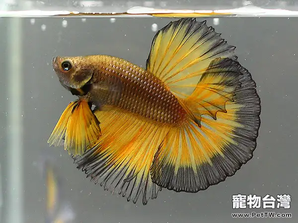 斗魚品種的基本介紹