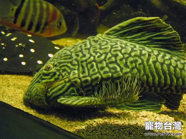 如何挑選大型化的魚