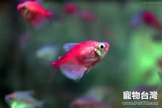 水族箱中繁殖熱帶魚的要訣