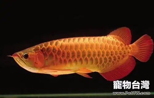 水族箱色溫的概念