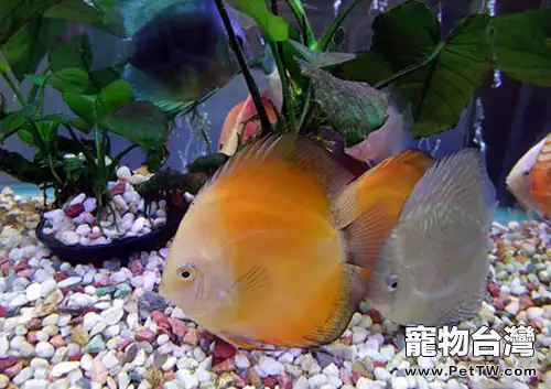 觀賞魚對水溫變化的適應性