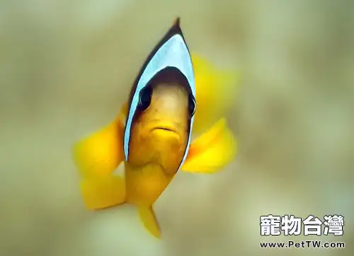 熱帶魚養殖的溫度要求