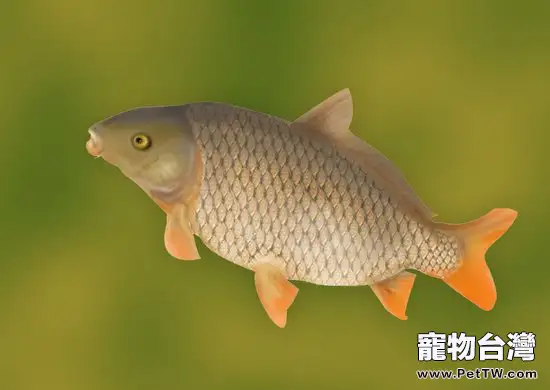 錦鯉怎麼進行魚體消毒呢