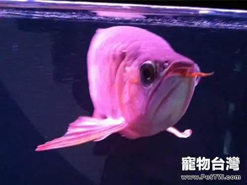 風水龍魚的擺放要點