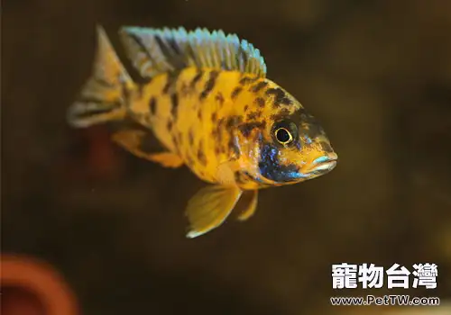 飼養熱帶魚需要用心呵護