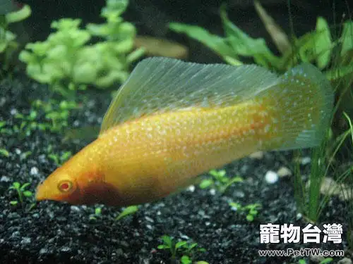 水族箱增氧方法簡介