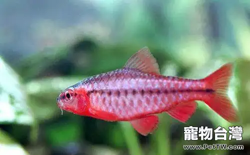 觀賞魚好飼料的選擇標準