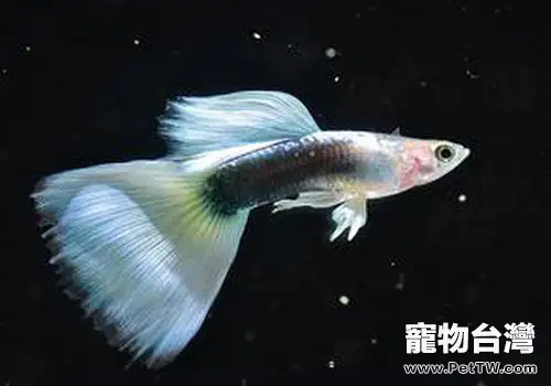 關於水族水質常用的一些詞彙