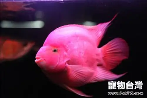 水溫和飼料對鸚鵡魚（血鸚鵡魚 財神魚）健康的影響