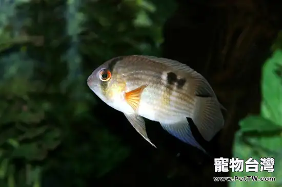 極端天氣後魚塘養殖的注意事項